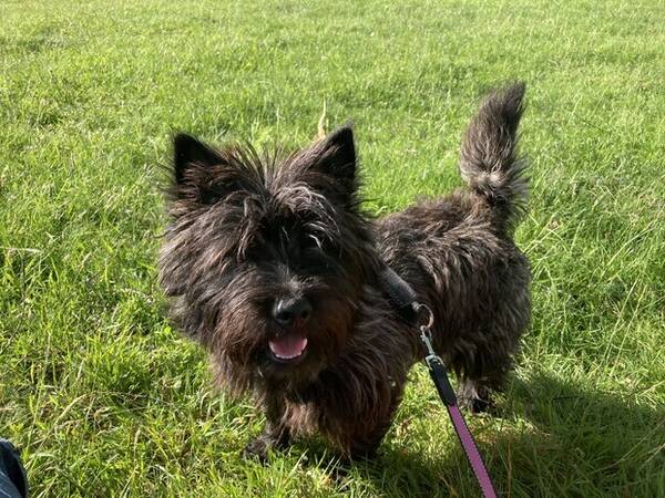 Hund - Billy cairnterrier