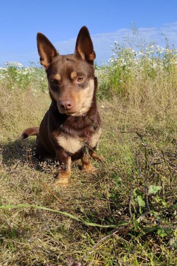 Hund - Lancashire heeler