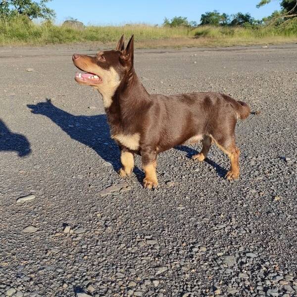 Hund - Lancashire heeler