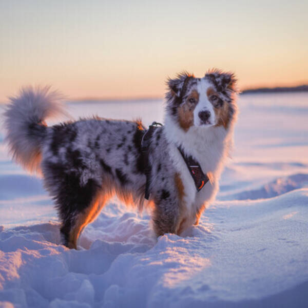 Hund - Bruce, Australian Shepherd