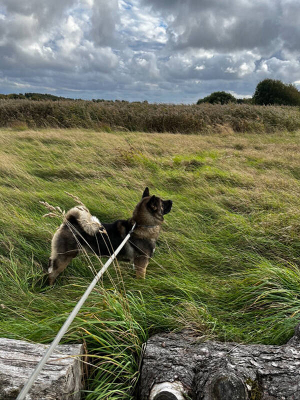 Hund - Amerikanska Akitan Kellie