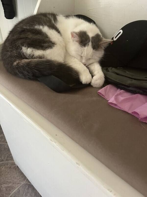 Katt - Selma 