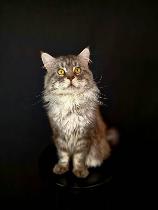 Katt - Balloo the Maine Coon