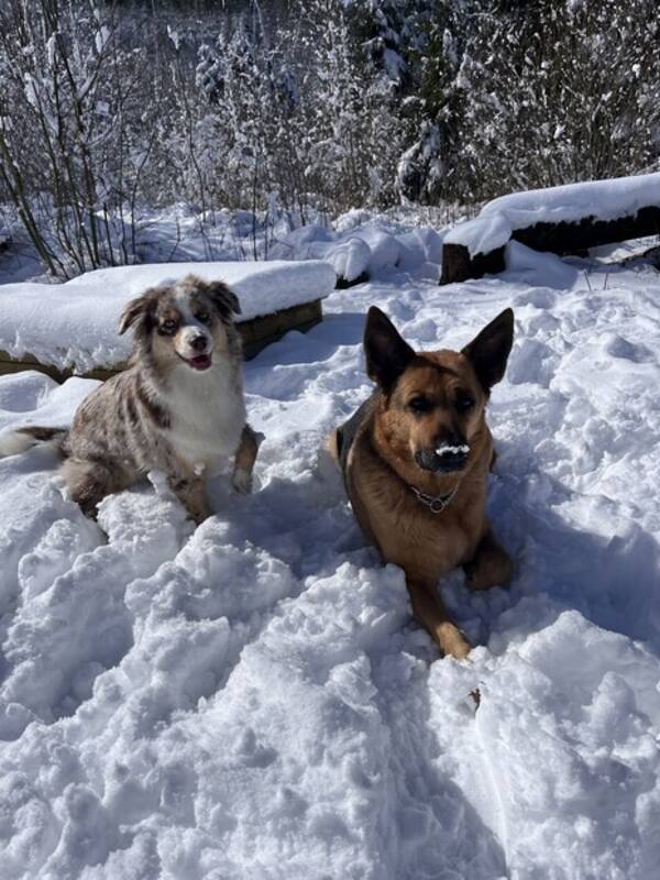 Hund - Ines Lovis och Stella 