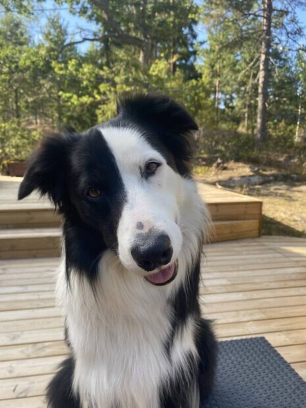 Hund - Bordercollie Bob