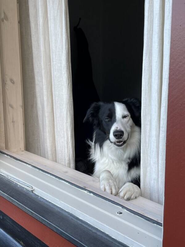 Hund - Bordercollie Bob