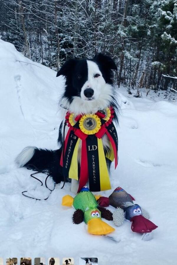 Hund - Bordercollie Bob