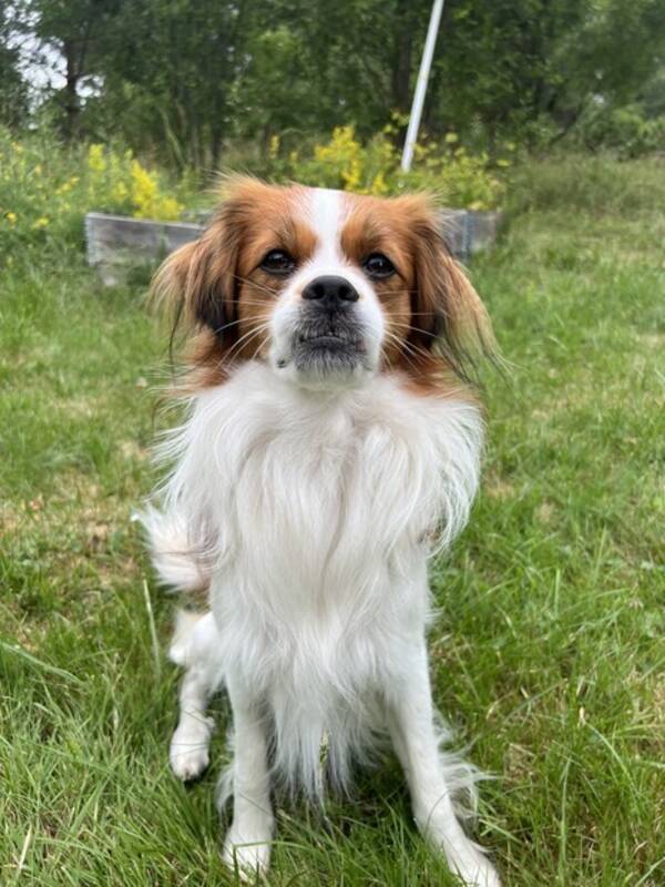 Hund - Kooiker bladning Gösta Hund - Kooiker bladning Gösta