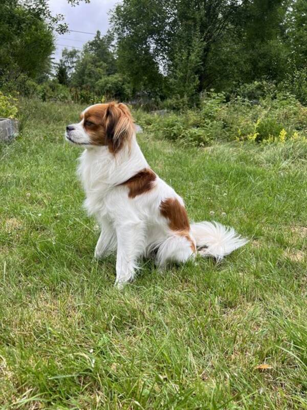 Hund - Kooiker bladning Gsta