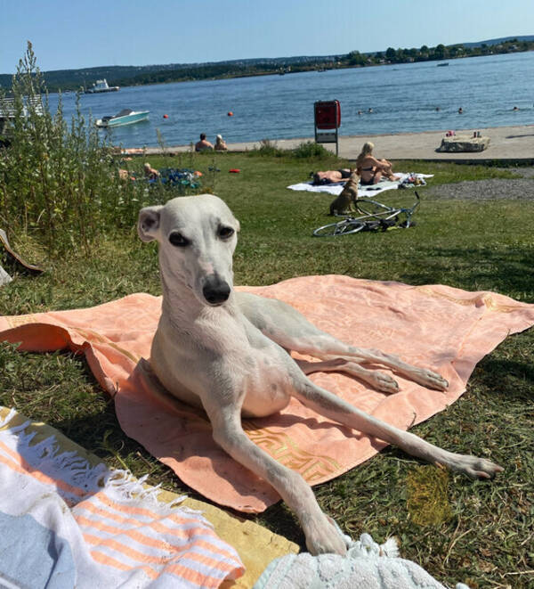 Hund - Whippet