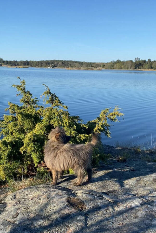 Hund - Pomapoo Gemi 