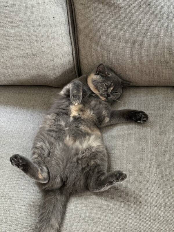 Katt - British shorthair