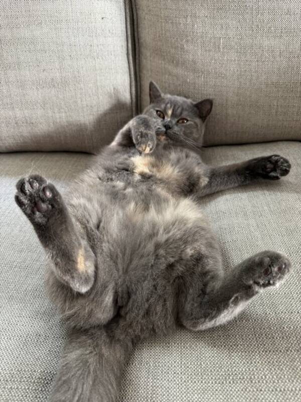 Katt - British shorthair