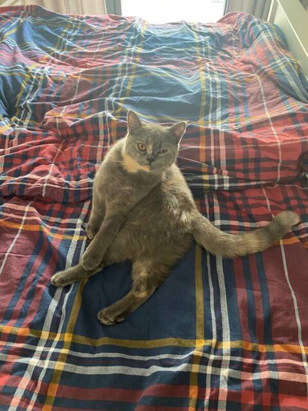 Katt - British shorthair