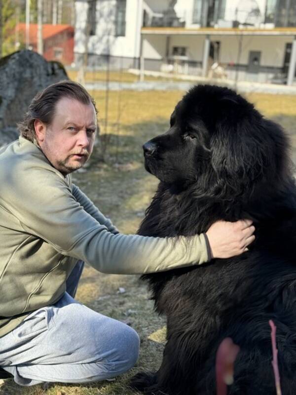 Hund - Newfoundlands hund Hund - Newfoundlands hund