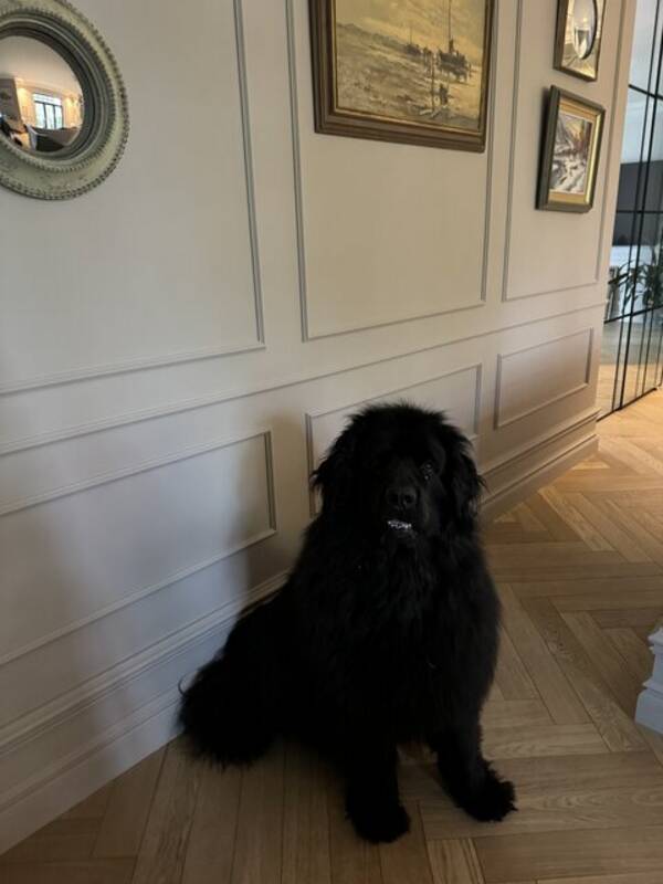 Hund - Newfoundlands hund