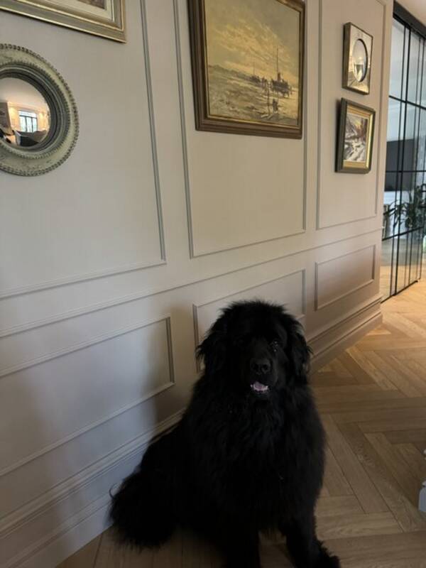 Rekvista - Hund och hus Rekvista - Hund och hus