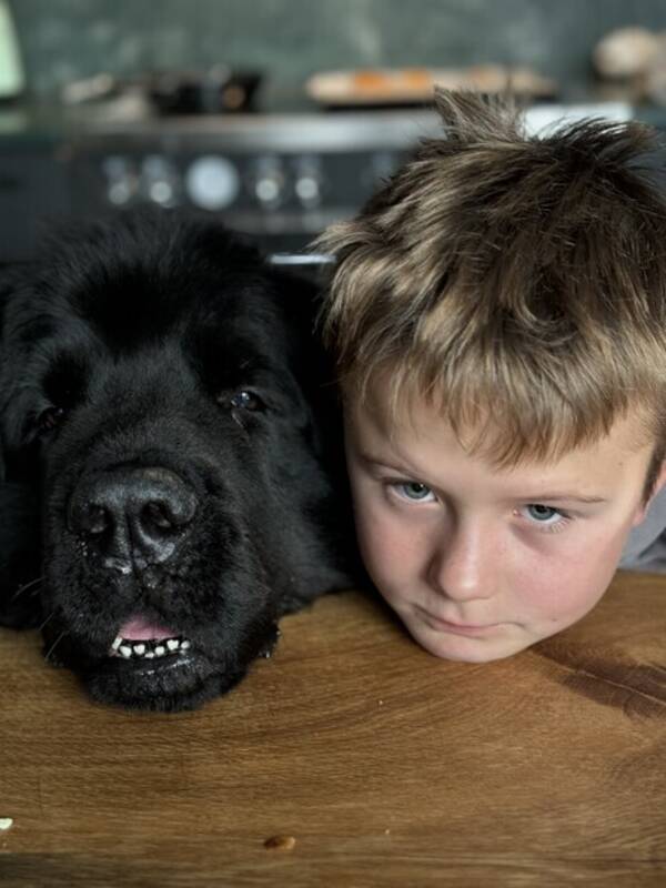 Hund - Newfoundlandshund  Hund - Newfoundlandshund