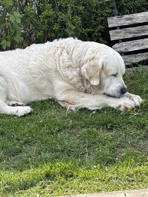 Hund - Golden Retriever  Biggo