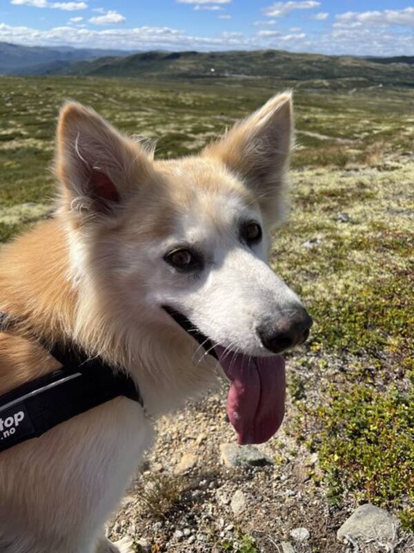 Hund - Alaska Husky