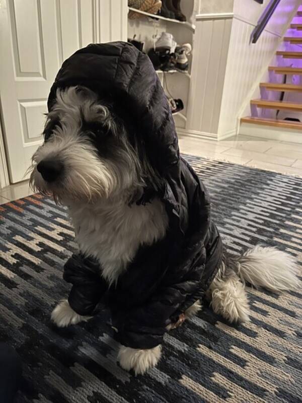 Hund - Bilbo blandingshund