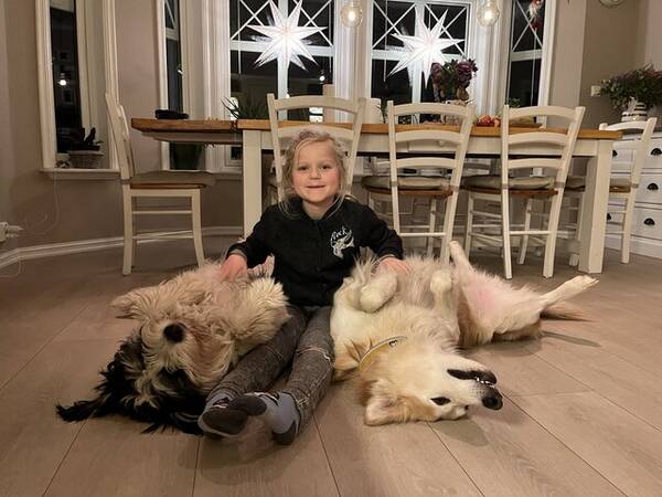 Hund - Bilbo blandingshund