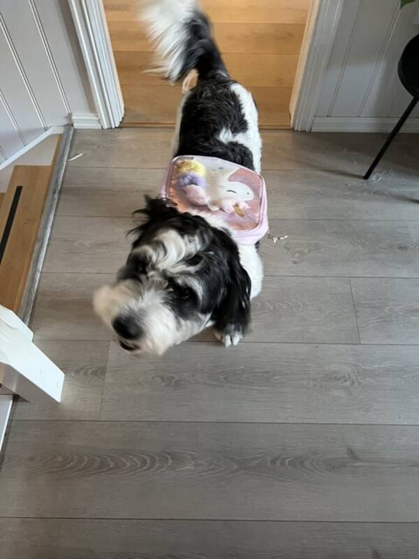 Hund - Bilbo blandingshund