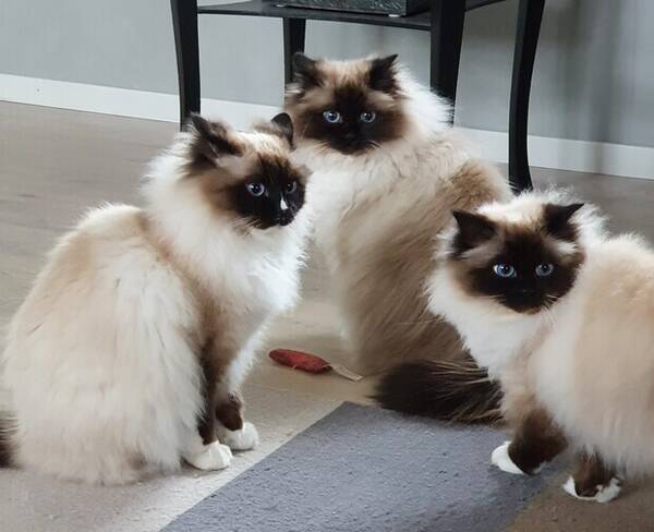 Katt - Helig Birma