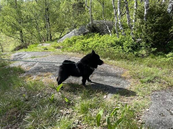 Hund - Schipperken Lo