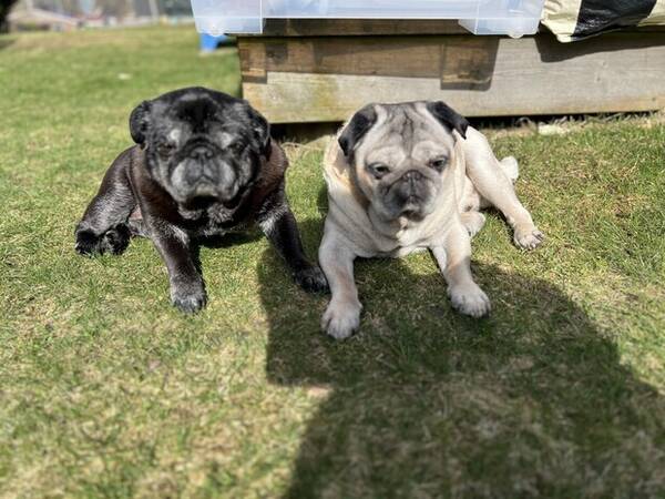 Hund - Mopsarna Bob och Chiko