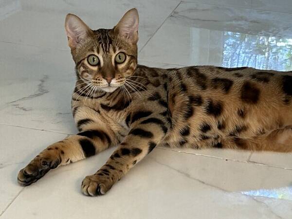 Katt - Bengal katt Loui