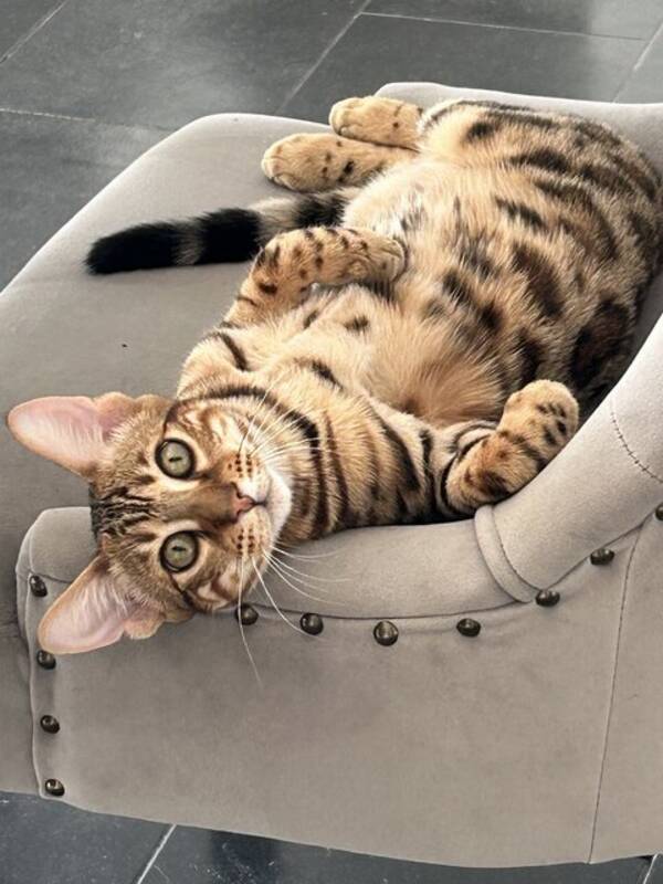 Katt - Bengal katt Loui