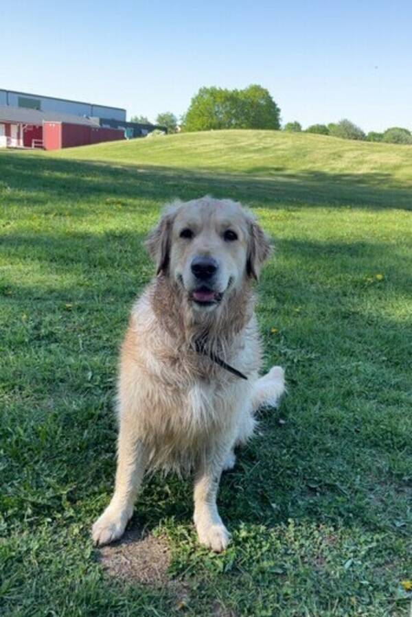 Hund - Golden retriever 