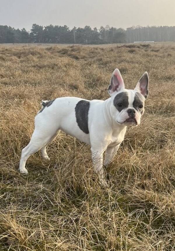 Hund - Fransk bulldogen Sirap