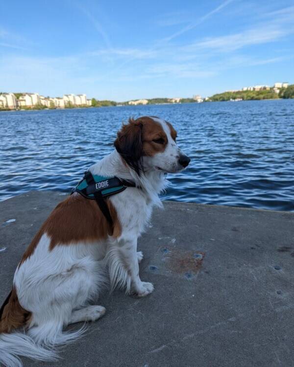 Hund - Eddie - Nederlandse kooikerhondje