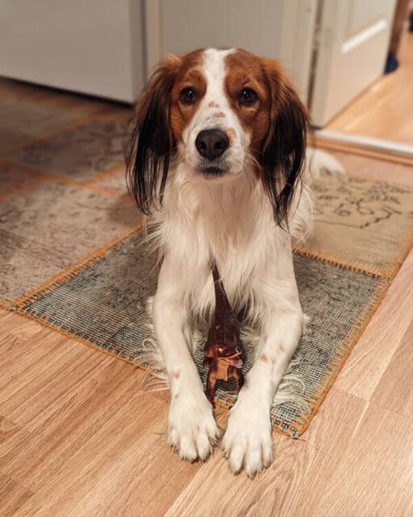 Hund - Eddie - Nederlandse kooikerhondje