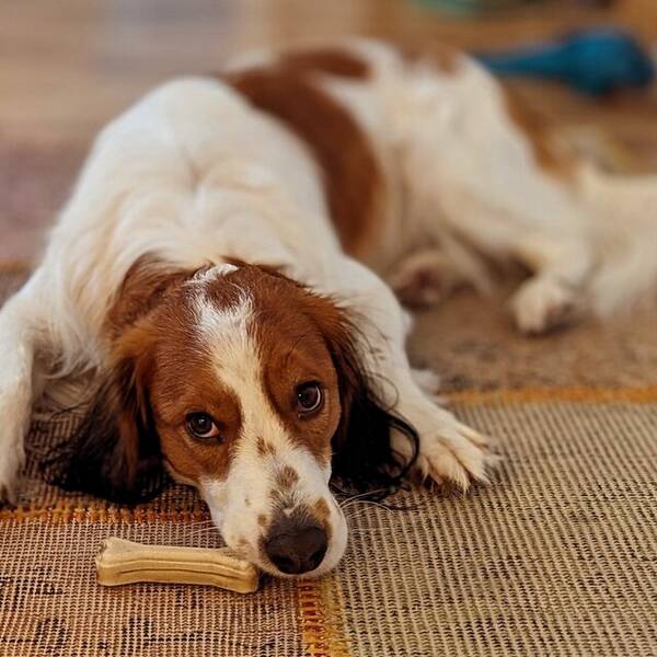 Hund - Eddie - Nederlandse kooikerhondje