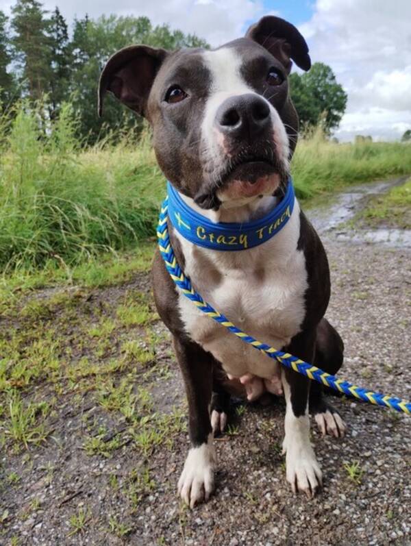 Hund - Amstaff Tracy 