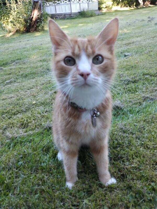 Katt - Bondkatten Diesel