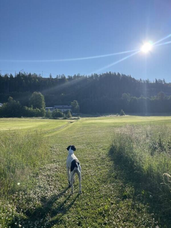 Hund - Pointer