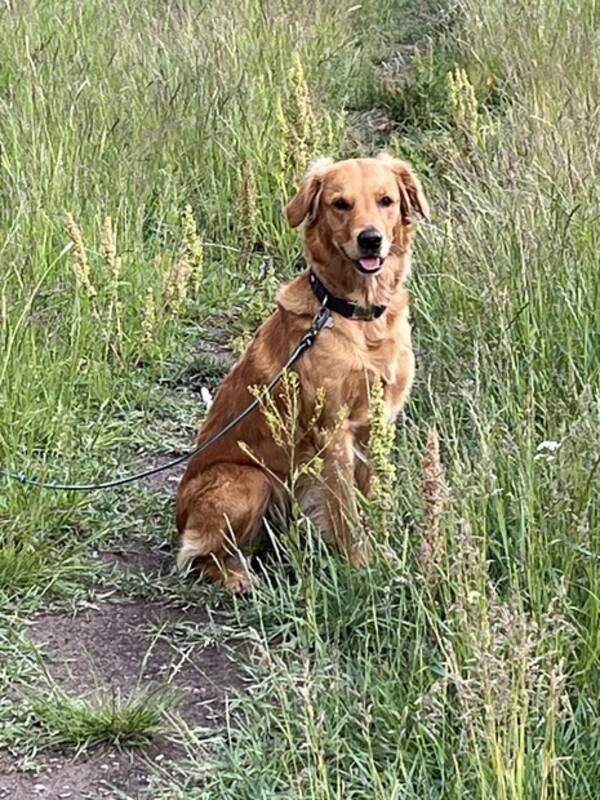 Hund - Golden retriever Daisy