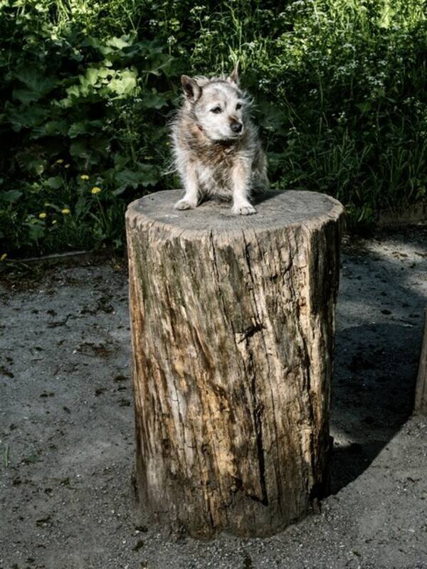Hund - Blandrasen Rocky