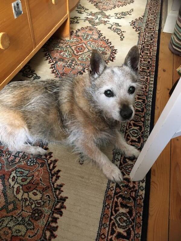 Hund - Blandrasen Rocky