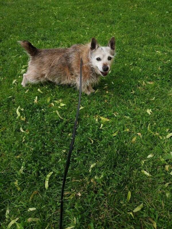 Hund - Blandrasen Rocky