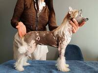 Kinesisk nakenhund Kinesisk nakenhund