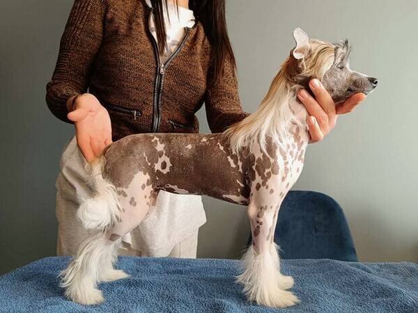 Hund - Kinesisk nakenhund Hund - Kinesisk nakenhund