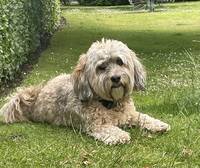 Leopold - Bichon havanais Leopold - Bichon havanais