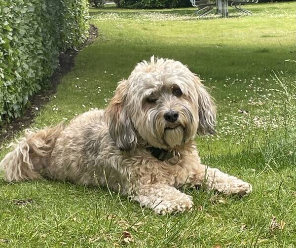 Hund - Leopold - Bichon havanais