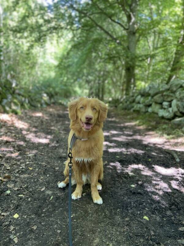 Hund - Tollaren Milo