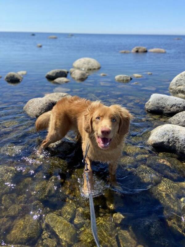 Hund - Tollaren Milo